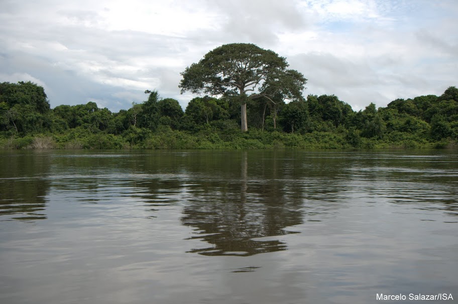 samauma na boca do rio iriri.jpg