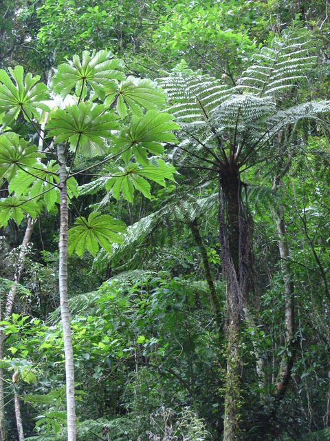 Cecropia e samambaiacu.JPG