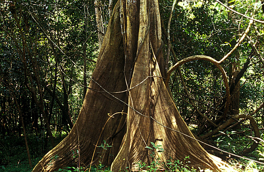 Sumaúma
