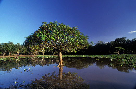 am_smo010005.jpg