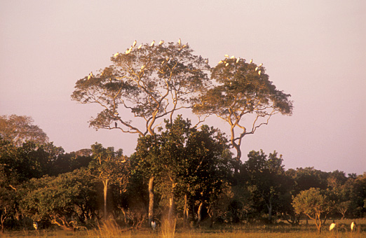Garças