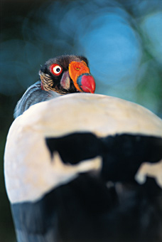 29B_NATUREZA_F08.jpg