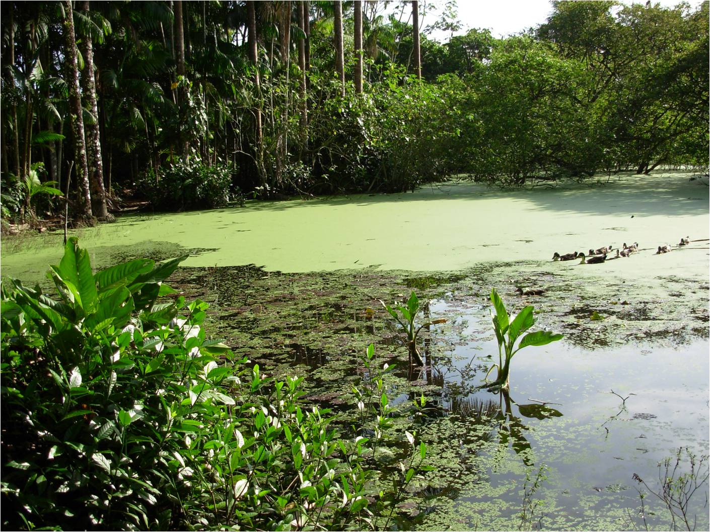Lago da Flexeira.jpg