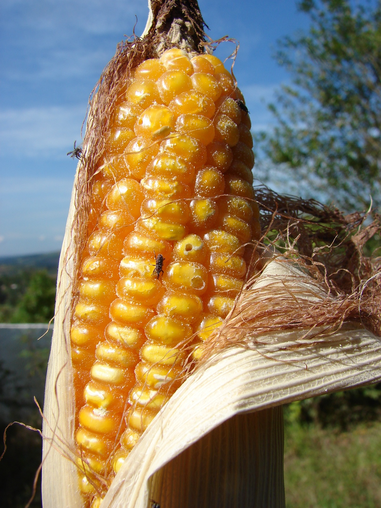 Milho4_mai2010.JPG