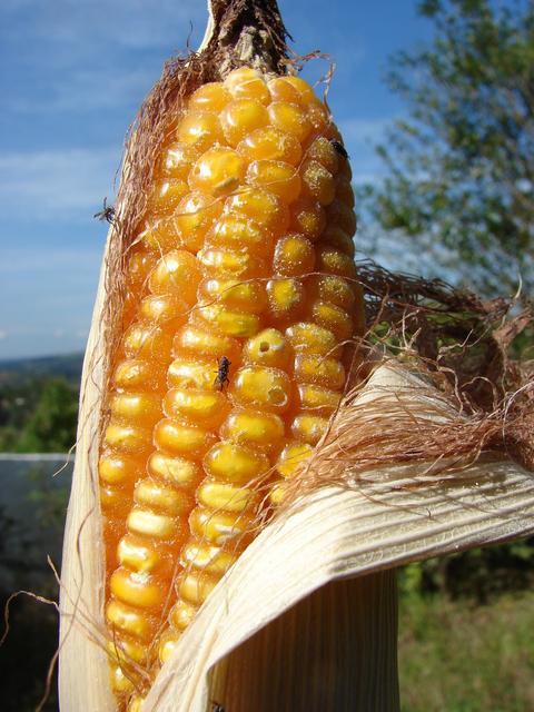 Milho4_mai2010.JPG