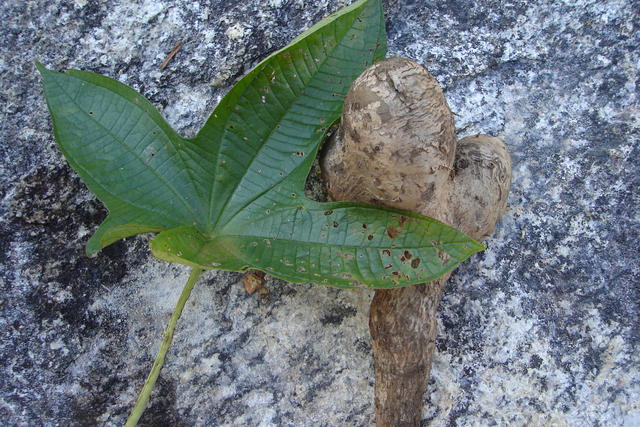 marilene (17).JPG