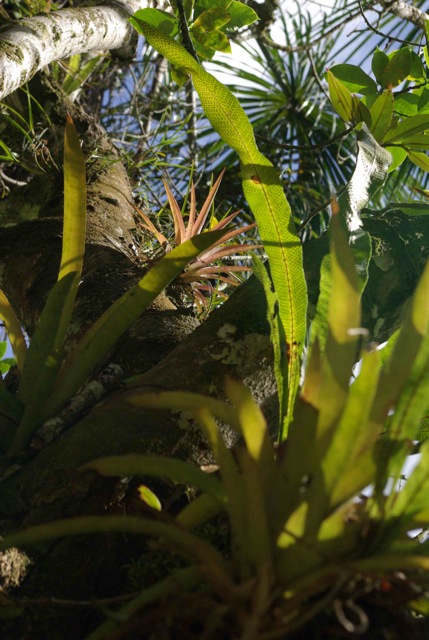 Bromelias