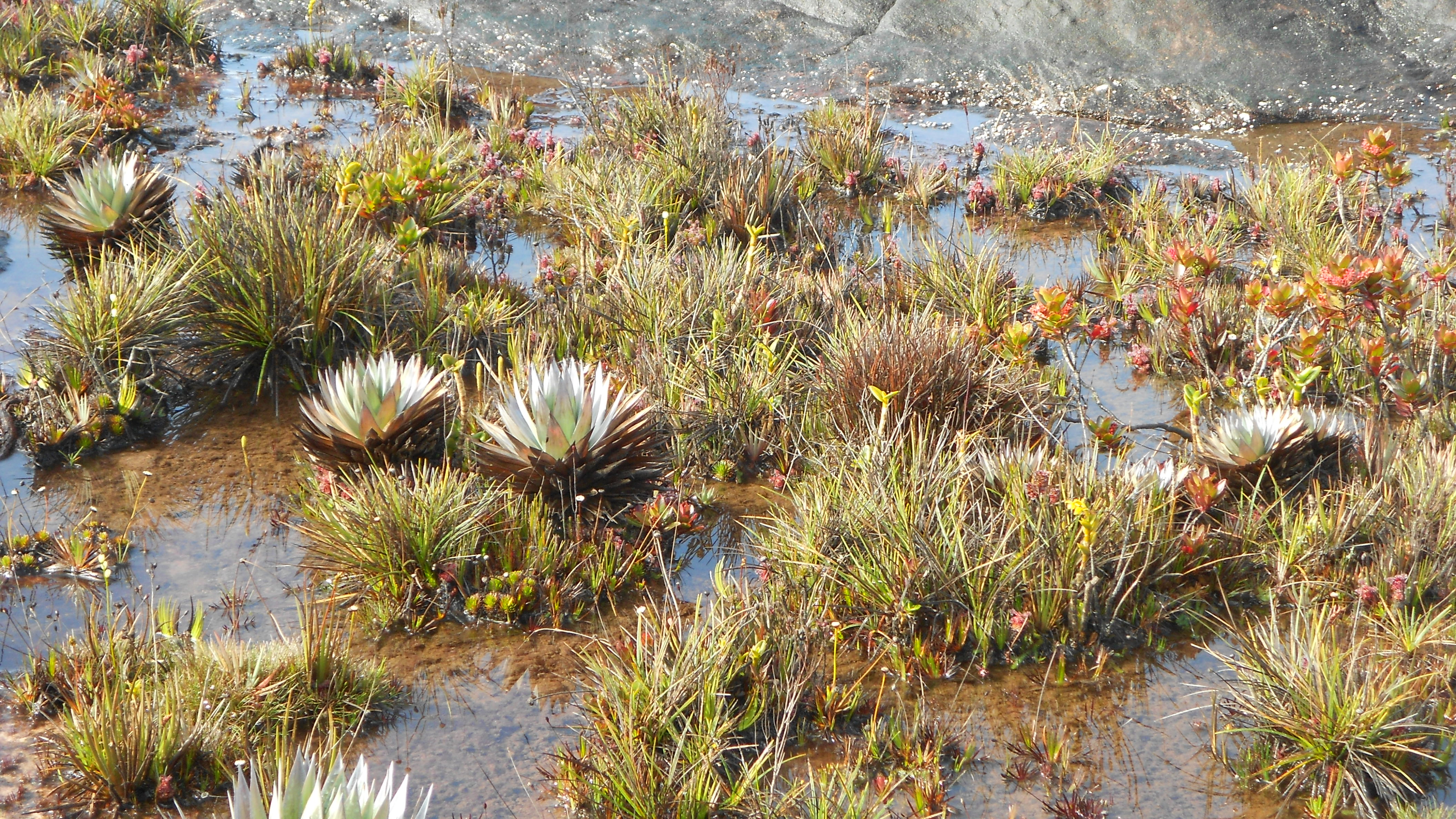Roraima6