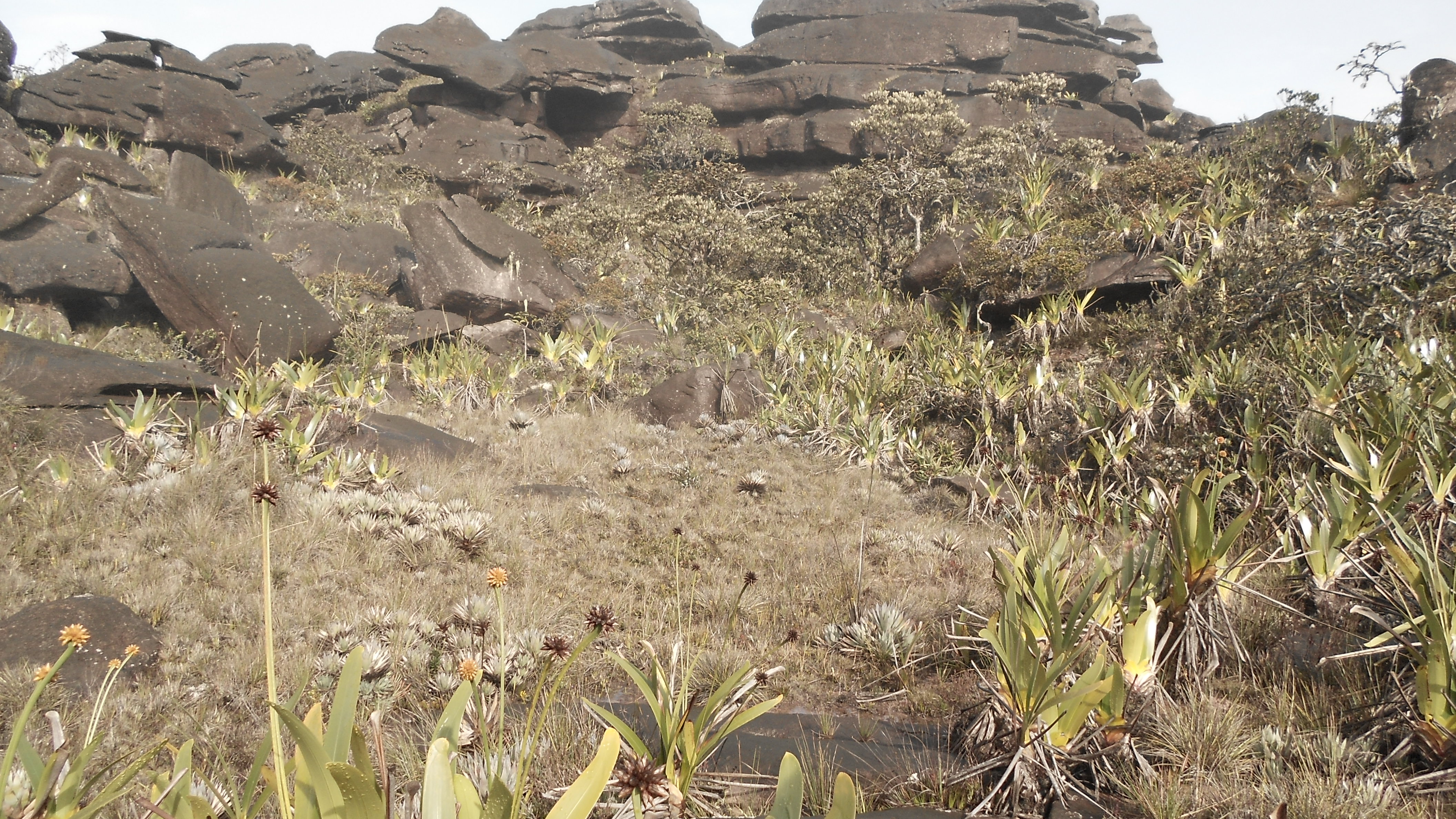 Roraima7